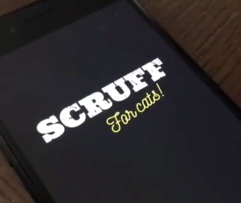 Not just for bears and otters any more: Scruff for cats is here!