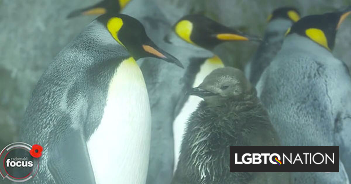Meet Thelma And Louise Lesbian Penguins Raising A Chick Together Lgbtq Nation