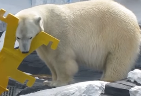 Polar bear dies of ‘broken heart’ after losing her female companion