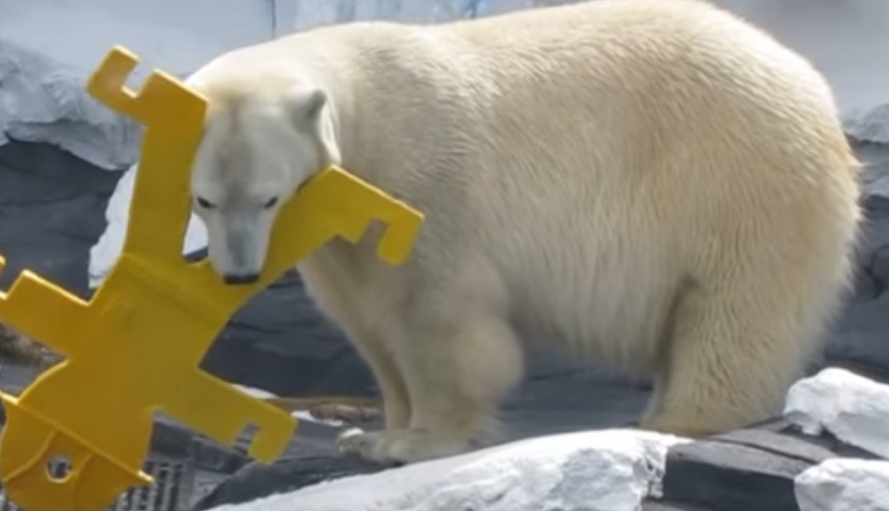 Polar bear dies of &#8216;broken heart&#8217; after losing her female companion