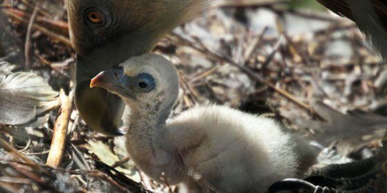 The gay vulture dads did such a good job that their chick was released into the wild