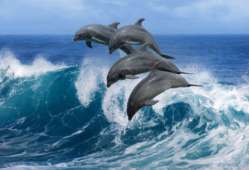 A pod of bisexual dolphins are hanging out near Australia & no one knows why