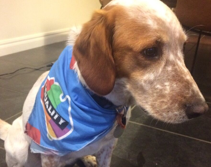 This dog almost got kicked for wearing a marriage equality bandana