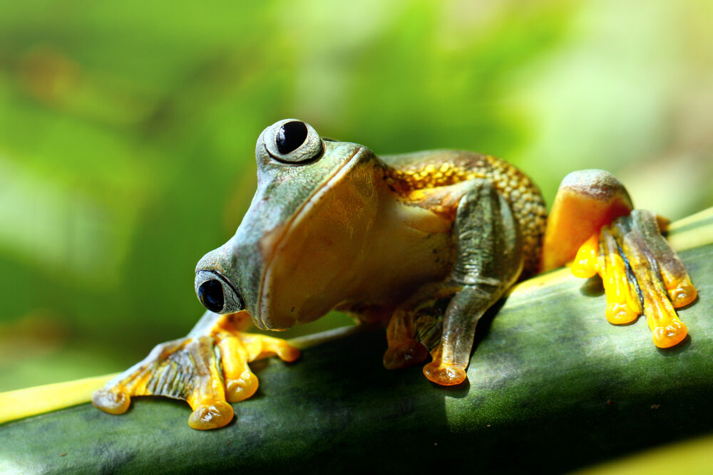 Are the majority of frogs in the United States now gay thanks to chemicals in water?