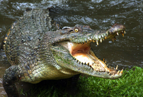 This politician won’t spend time on marriage equality while crocodiles are attacking people