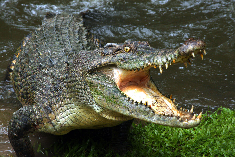 This politician won&#8217;t spend time on marriage equality while crocodiles are attacking people