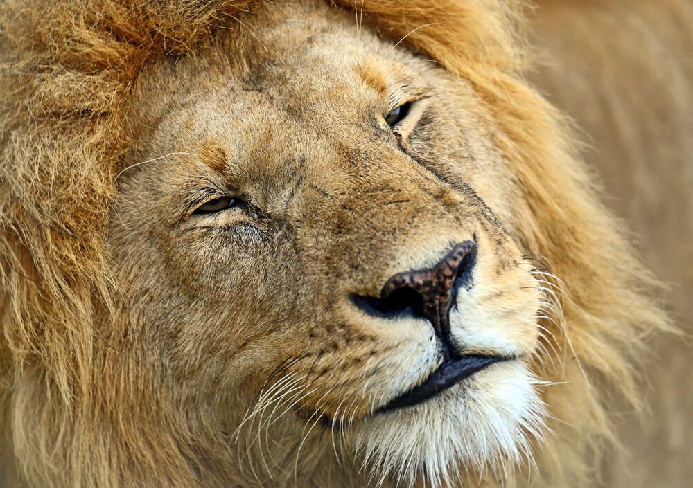 Kenyan official blames lion homosexuality on gay tourists