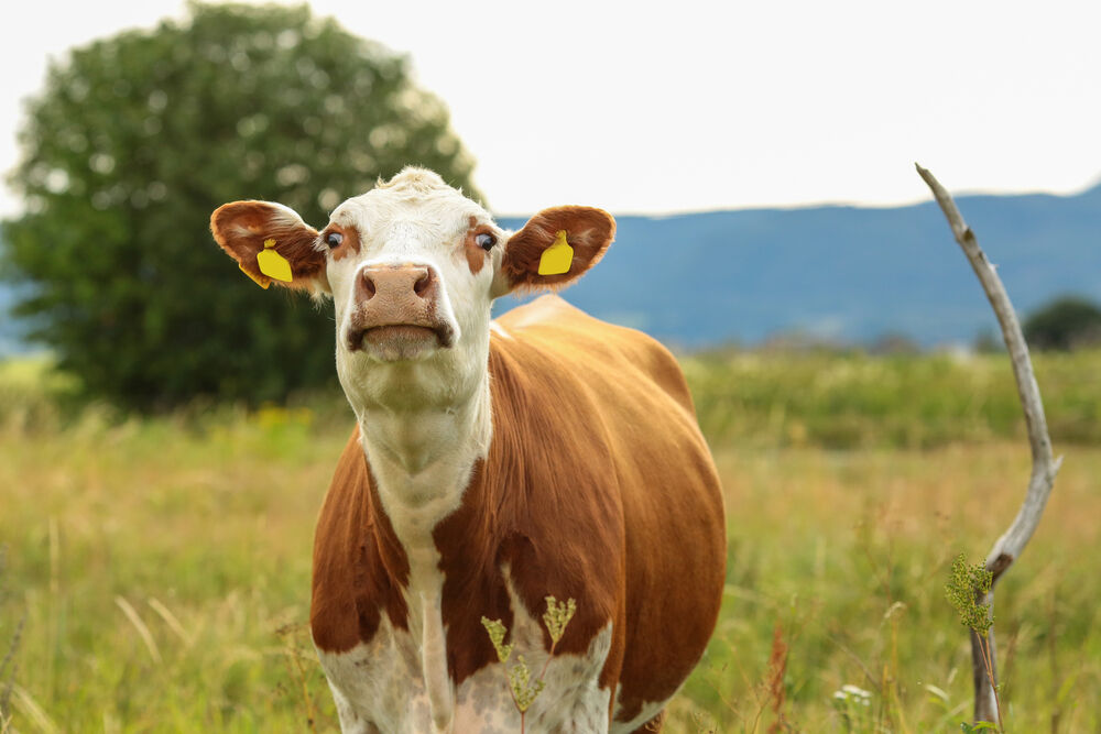 10 Louisiana Republicans voted to keep bestiality legal & anal sex against the law