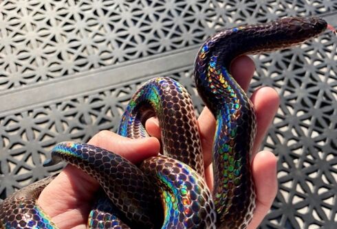 A secretive ‘pride snake’ is coming out to celebrate with LGBTQ people