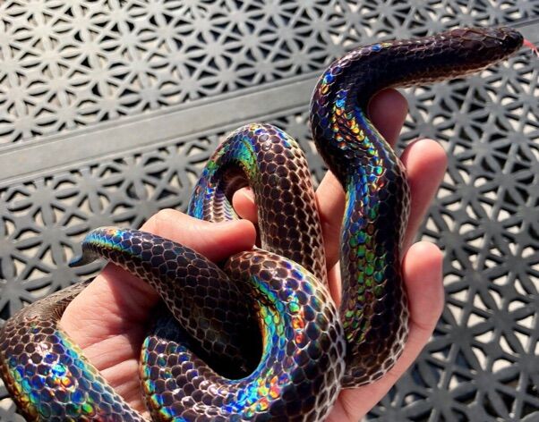 A gorgeous rainbow colored sunbeam snake