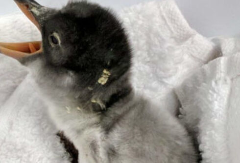 A gay penguin couple hatched an egg & the world has fallen in love with their chick