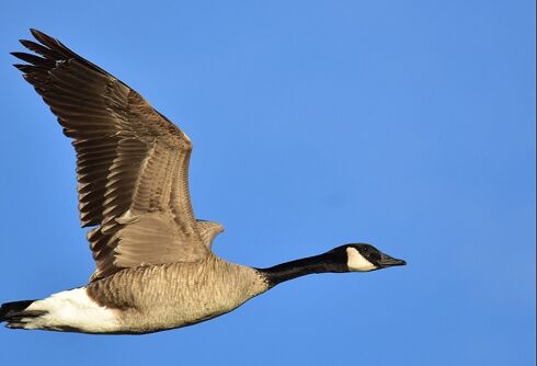 What Canada geese can teach us – & Donald Trump – about working together