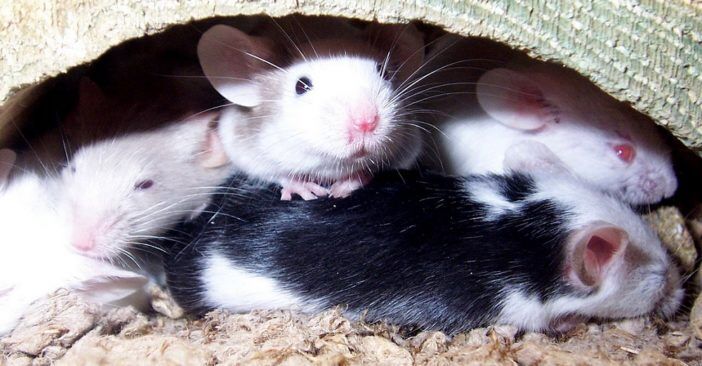 Researchers just made healthy baby mice with two mothers & no father