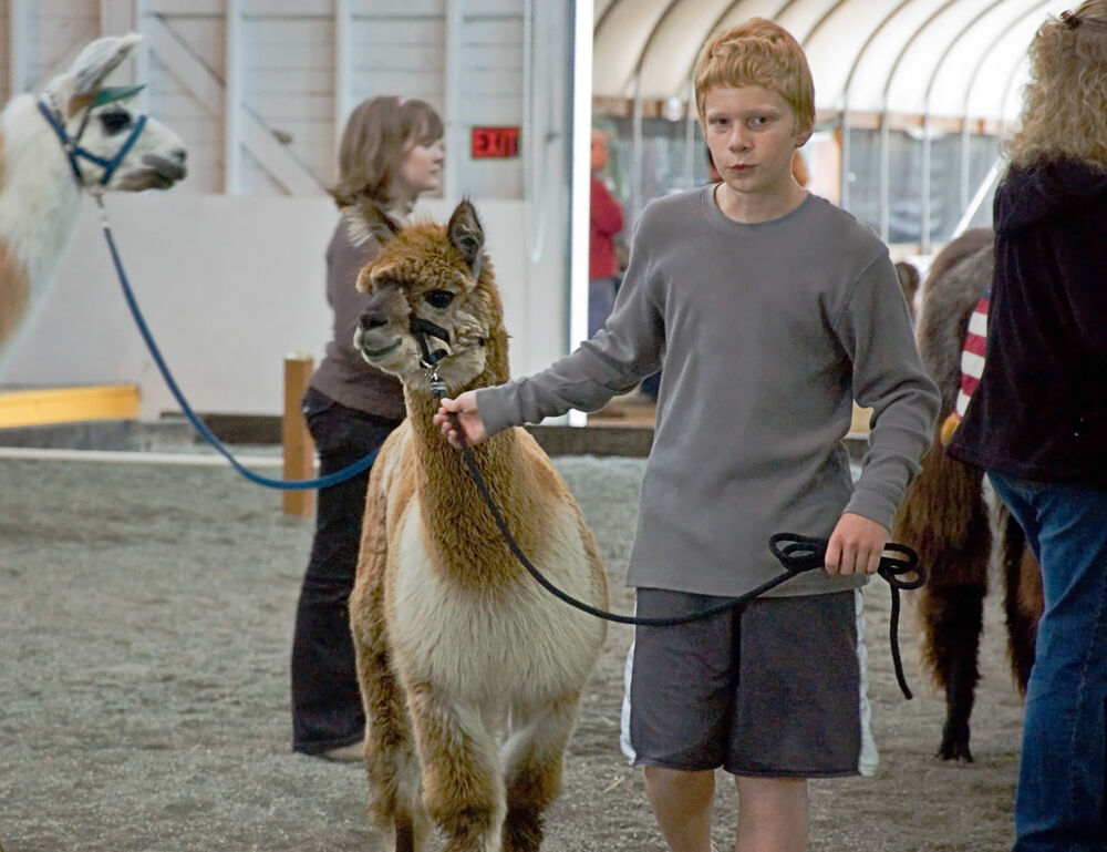 An unidentified teen showing his alpaca at Skagit County Fair on August 13, 2009 in Mt Vernon, WA.