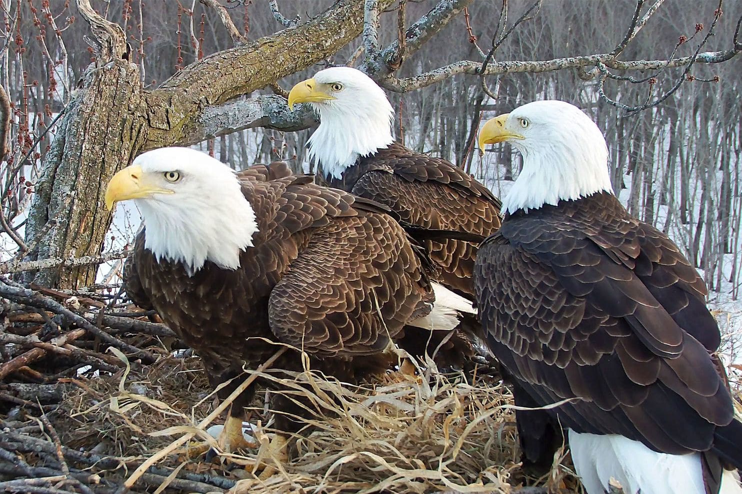 Valor I, Valor II, and Starr are raising three eaglets together in a nest in Illinois near the Mississippi River
