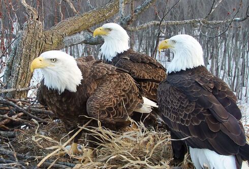 A bald eagle thrupple is raising chicks together as a family with two dads & one mom