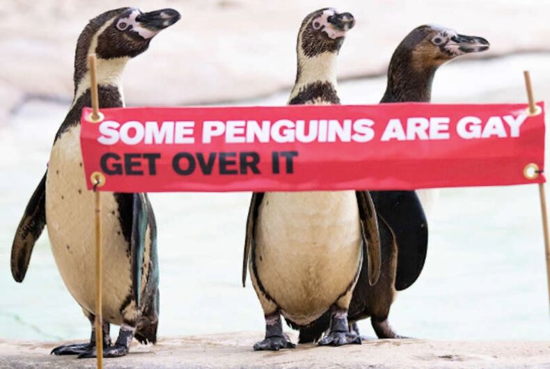 Gay penguins are back together just in time for mating season Gay penguins are back together just in time for mating season