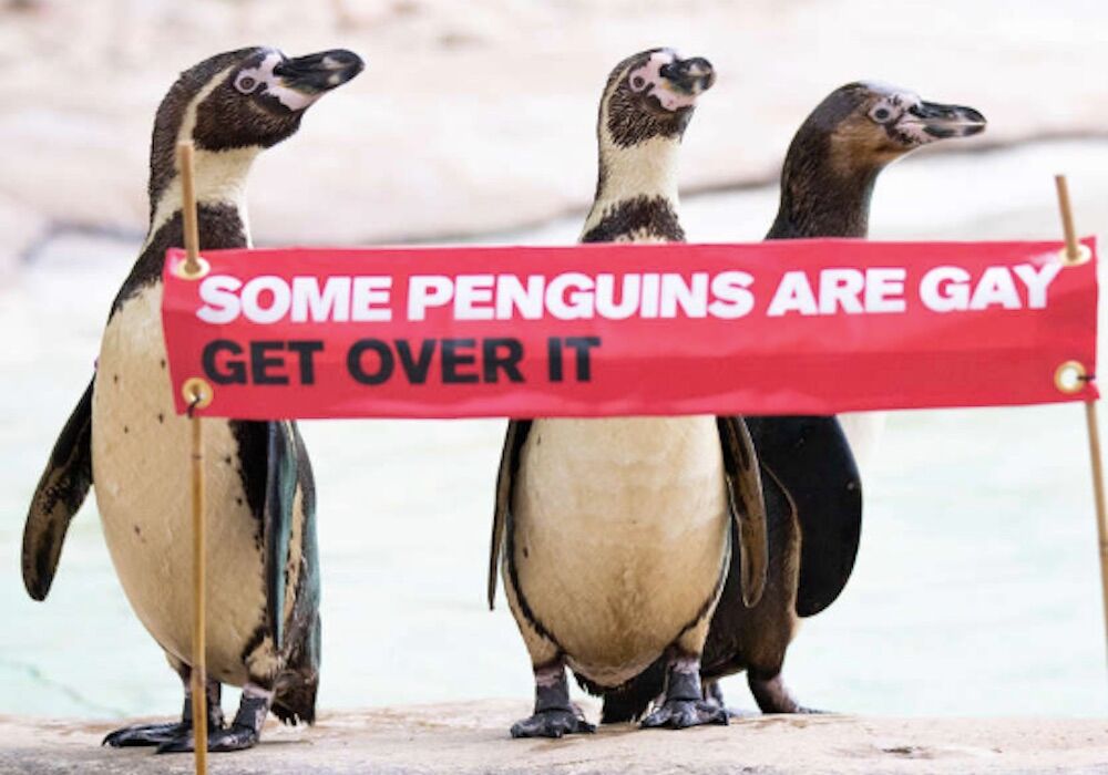 gay penguins, ZSL London Zoo, Pride, Some penguins are gay, get over it
