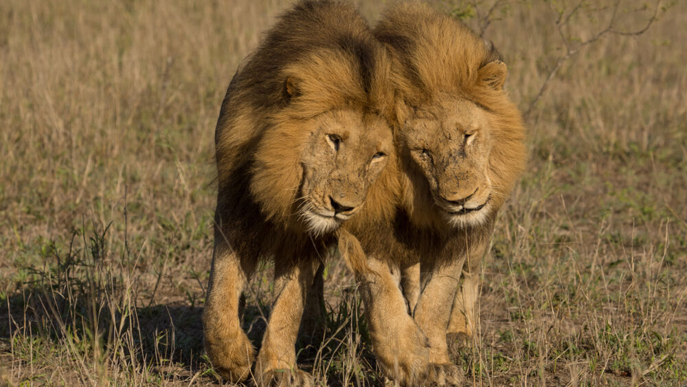 Male lions, mating, gay, video, sex, mounting, bonding