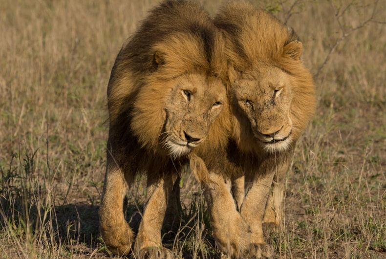This video of male lions mating has gone viral, reminding us that being gay  is natural - LGBTQ Nation