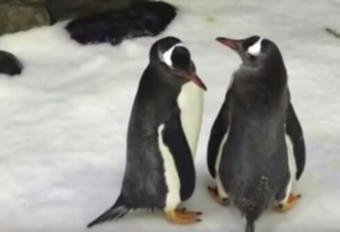 Sydney’s gay penguin parents are trying to hatch their second egg together