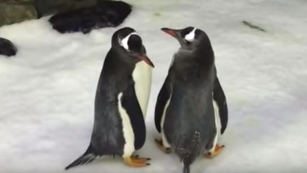 Sphen and Magic are a gay penguin couple shown here hanging out on the ice together.