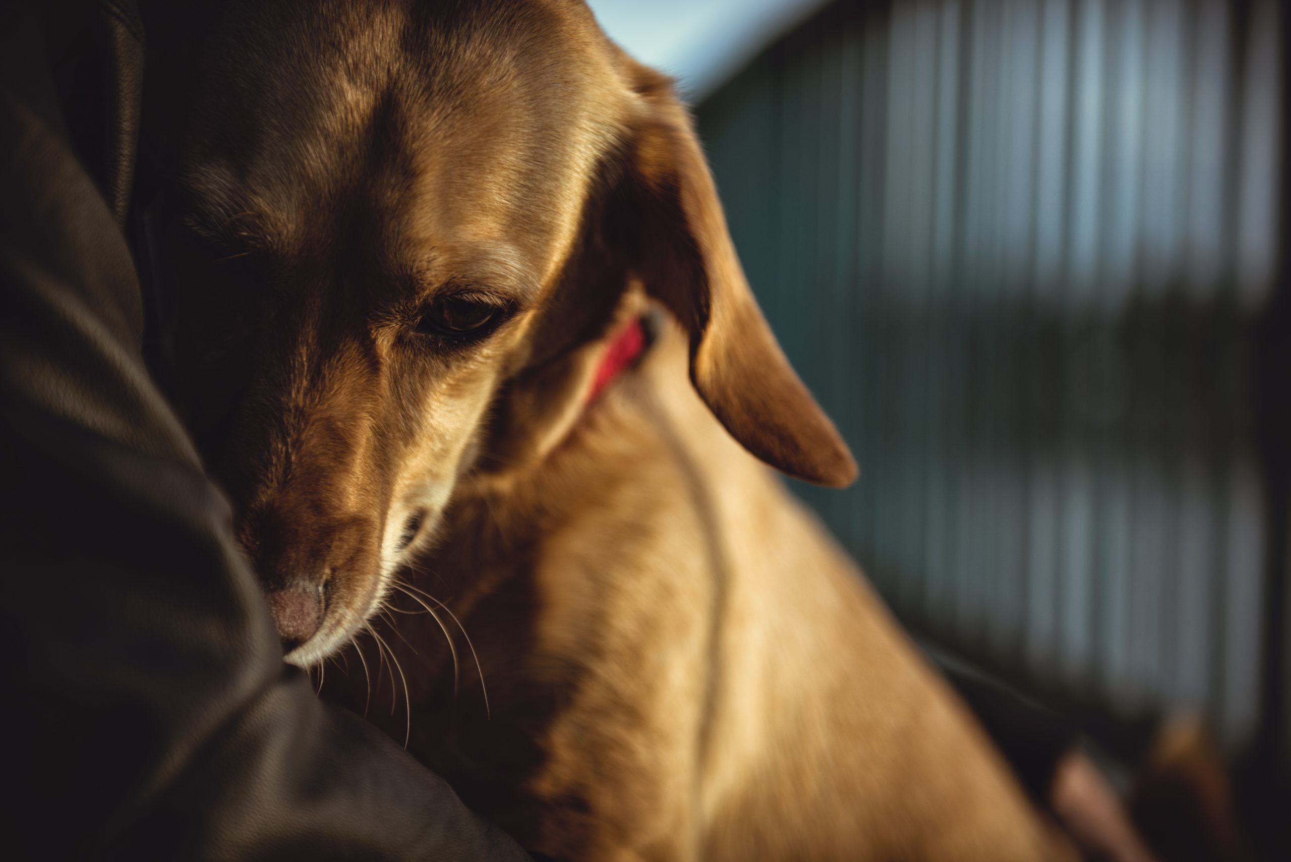 Here’s one shortage you didn’t expect. Shelters are running out of dogs & cats.