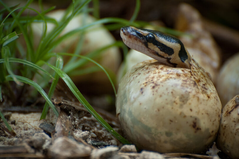 Oldest ball python in captivity lays eggs despite not being near a male ...