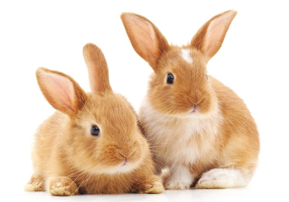Just two rabbits, being rabbit