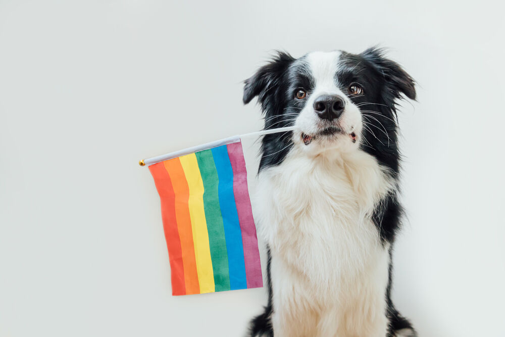 dog with rainbow flag