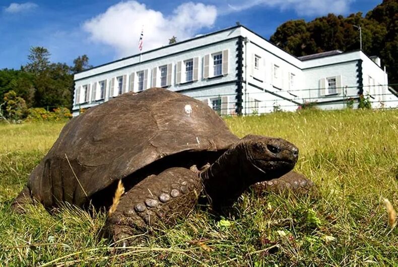 Jonathan the tortoise in front of Plantation House, the St. Helena governor's mansion