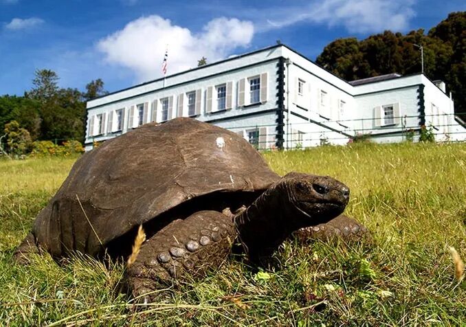 Jonathan the tortoise in front of Plantation House, the St. Helena governor's mansion