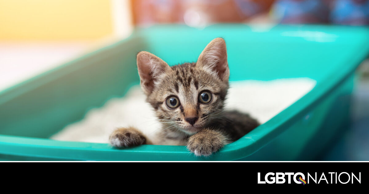 Good to Go: Choosing a Litter Box - National Kitten Coalition