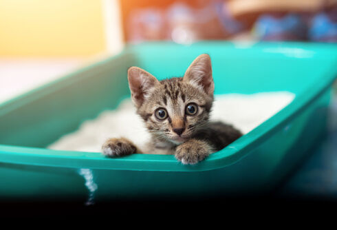 School district considers official policy to ban students from using nonexistent litter boxes