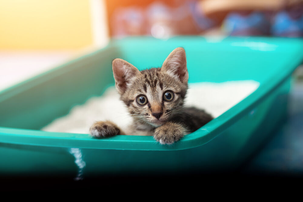 A kitten in a litterbox