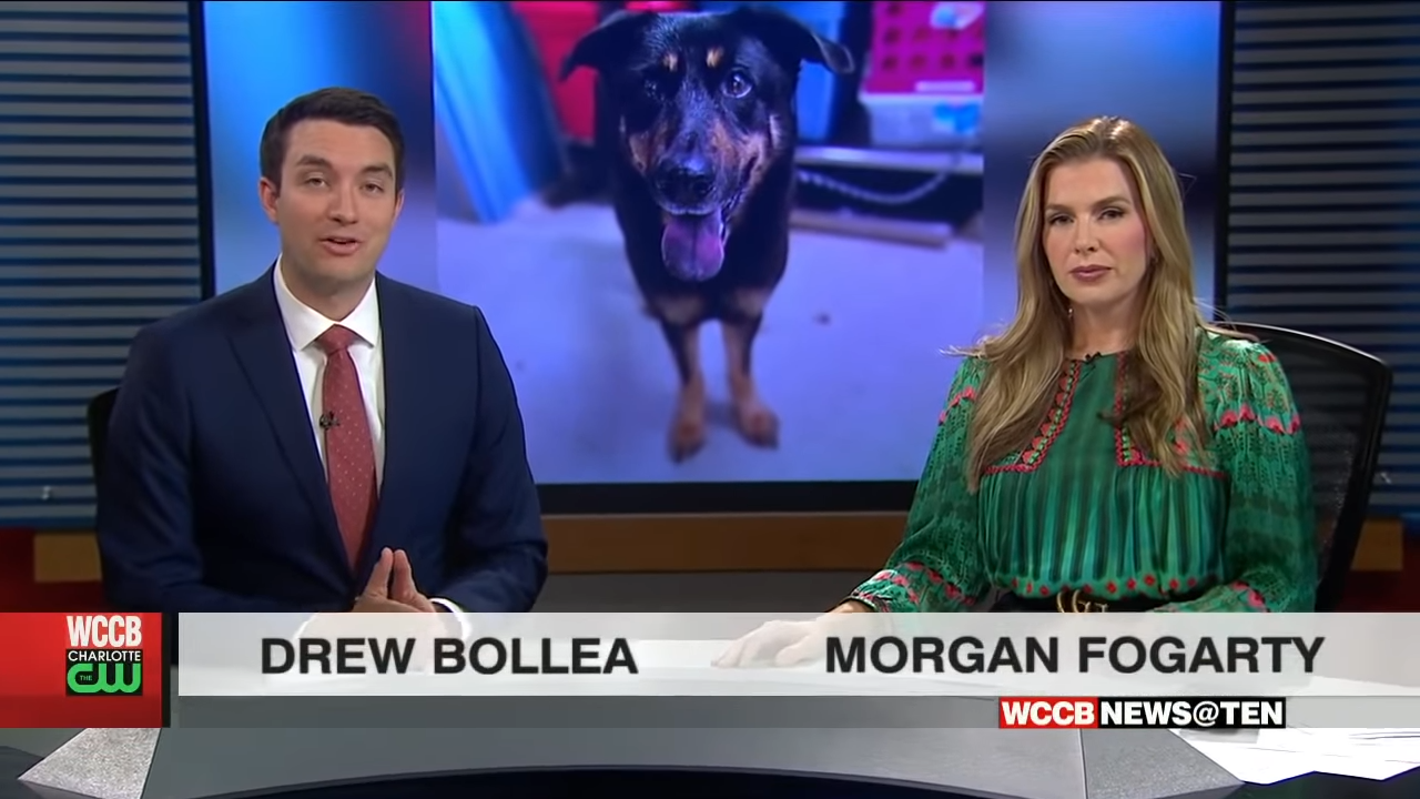 Truly awful people abandoned a sweet dog and local news was quick to tell his story.