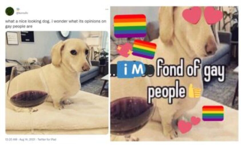 This dog is the new face of online homophobia LGBTQ Nation