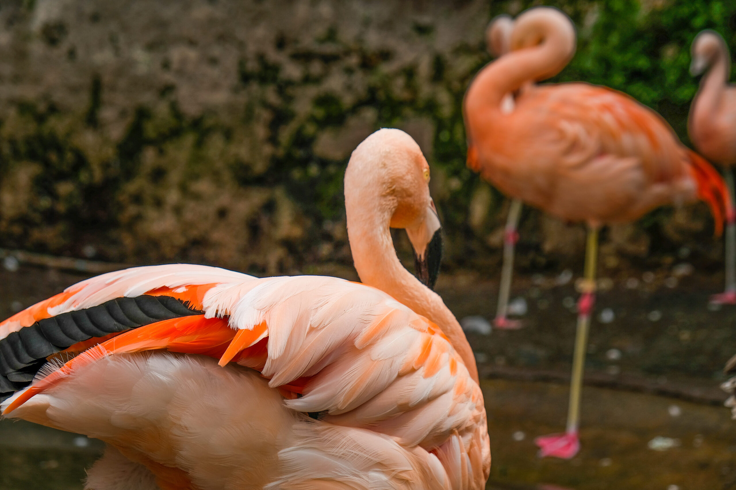 Gay flamingo couple breaks up after Pride month shenanigans