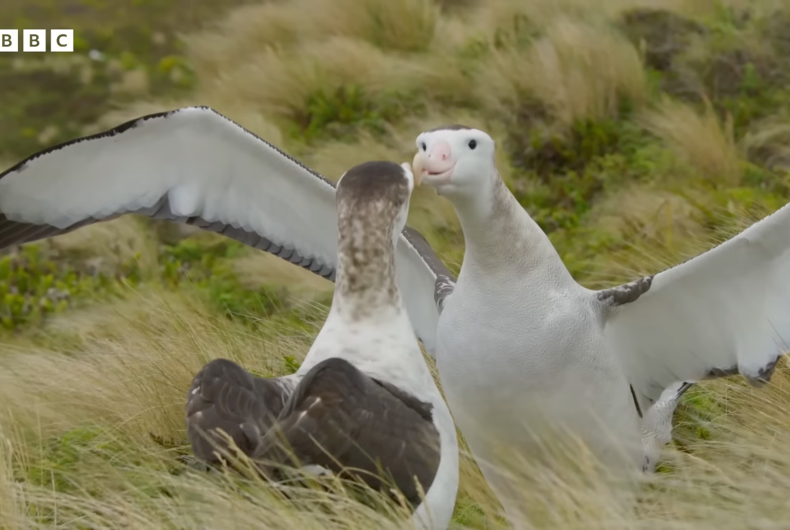 Same Sex Albatross Love Story Warms The Internets Heart Lgbtq Nation