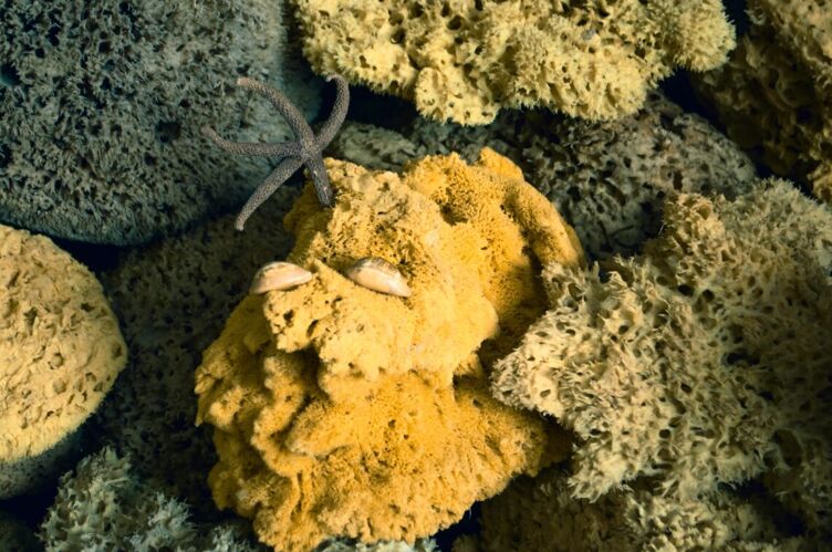 an underwater photo of a sea sponge