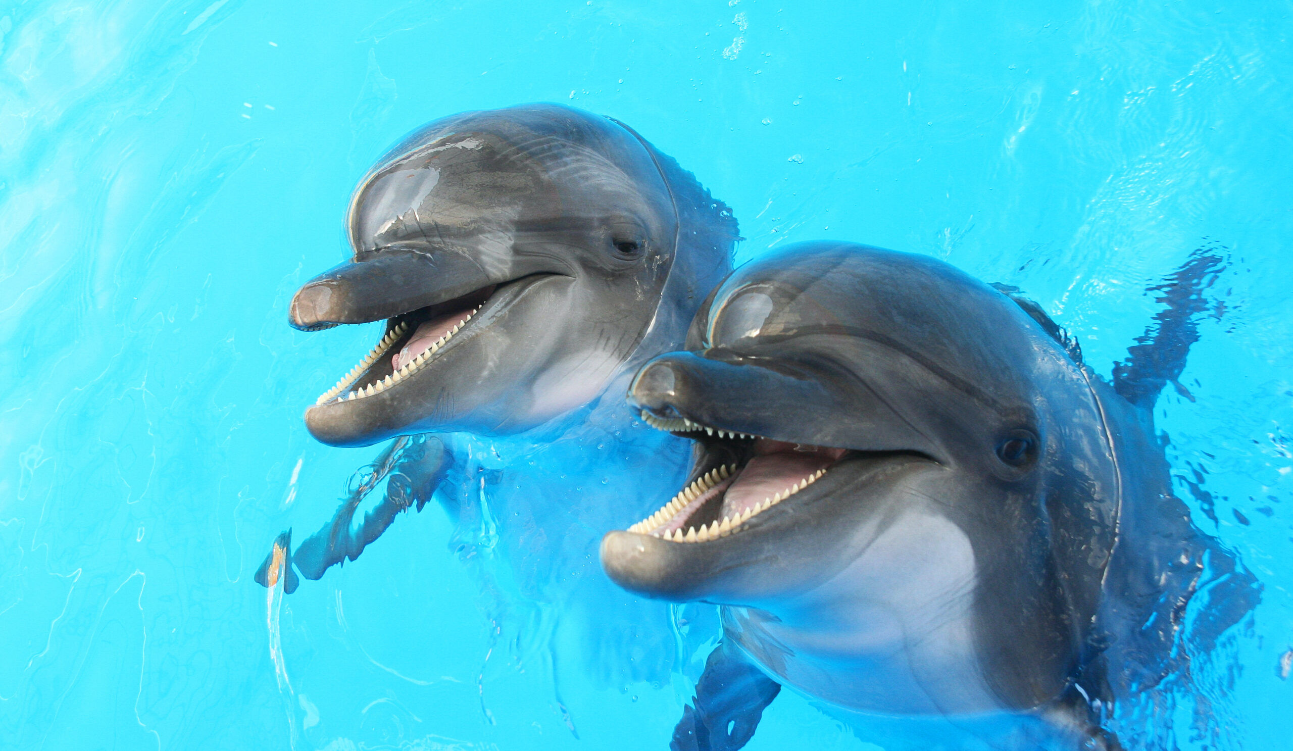 Two dolphins swim in a pool