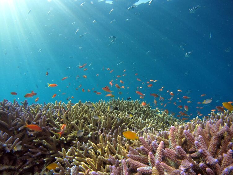 a colorful underwater scene with coral in the foreground and many different types of fish swimming above