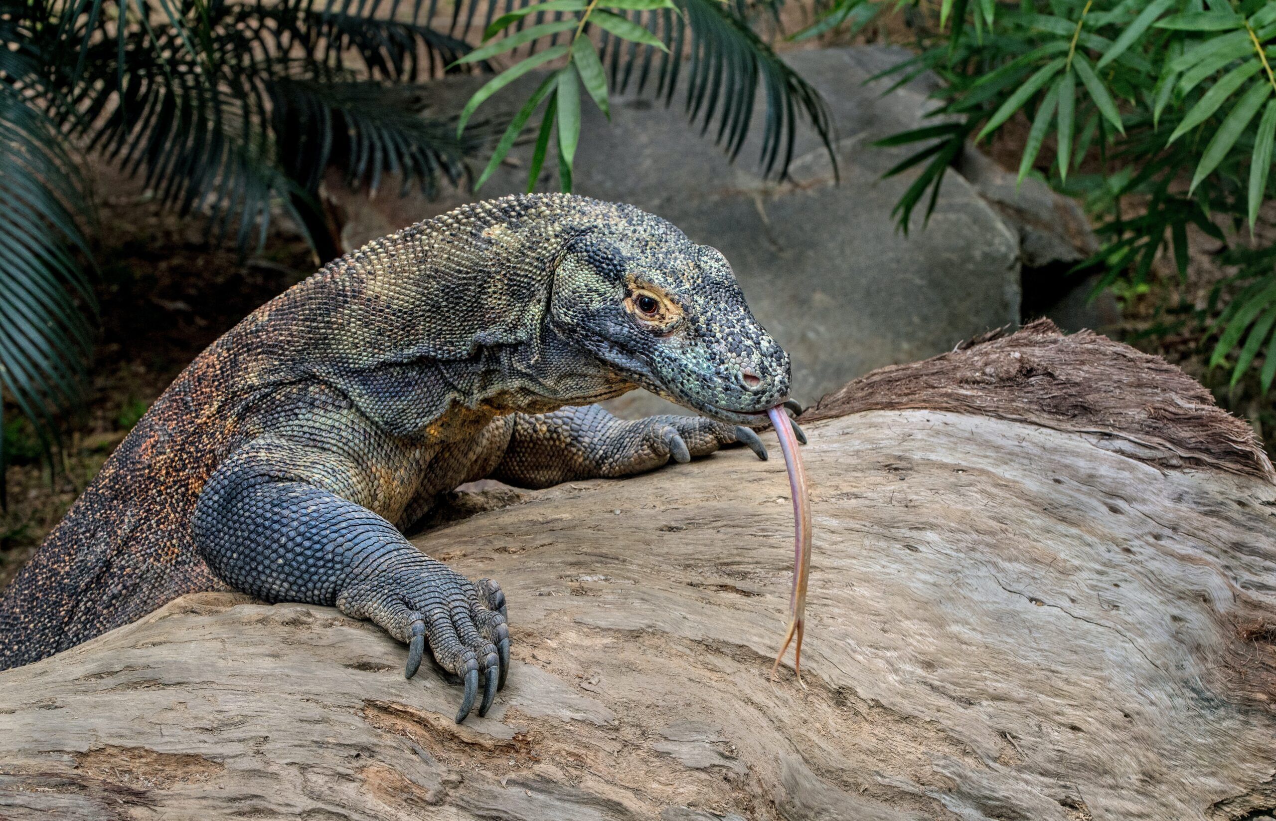 The Komodo dragon, an asexual animal, in a natural habitat with its tongue out