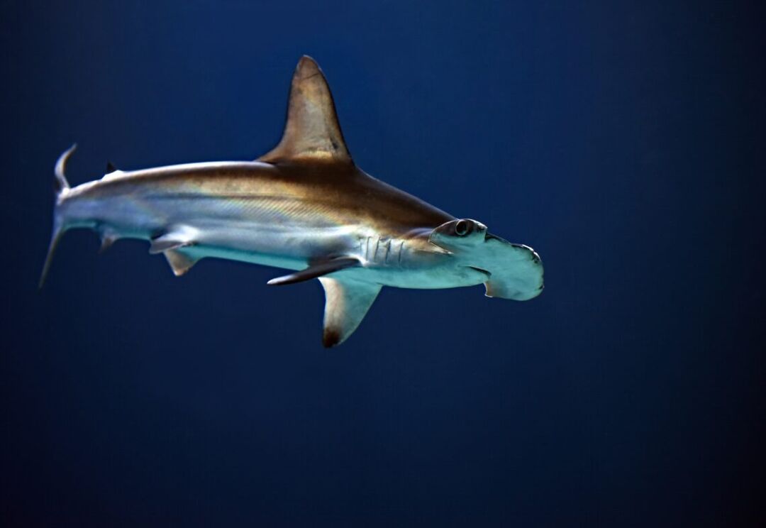 A hammerhead shark, one examle of an asexual animal, swimming in a dark ocean