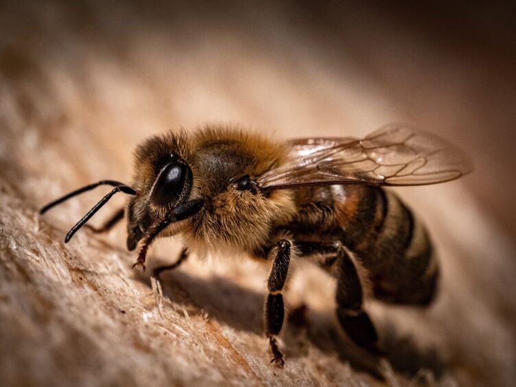 A detailed, up-close shot of a honey bee, an asexual insect, on a piece of wood