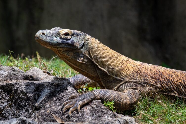 A Komodo dragon with its head held high and its hands rested on a rock