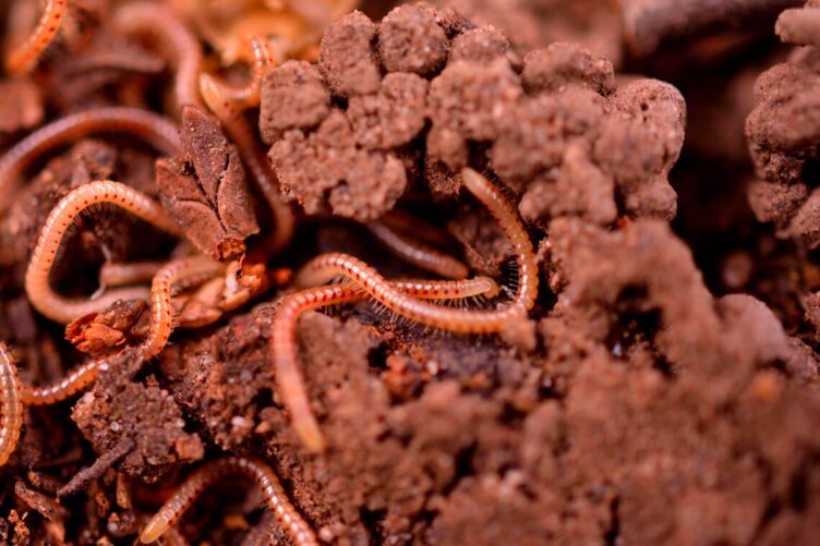 a group of asexual worms crawling around a dirt pile