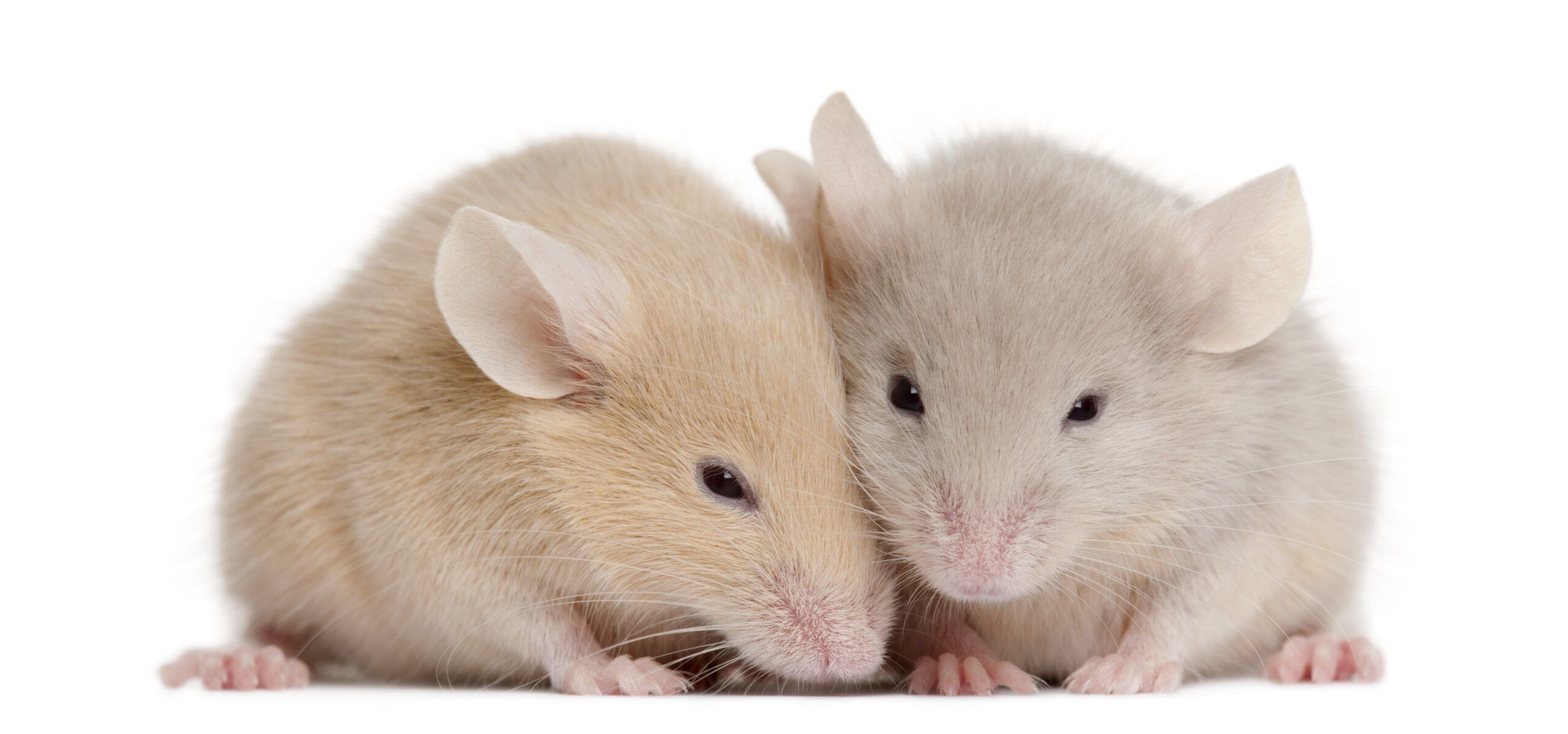 Scientists create baby mice from two mouse dads