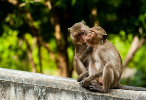 Wild male macaque monkeys have sex with each other more often than with females