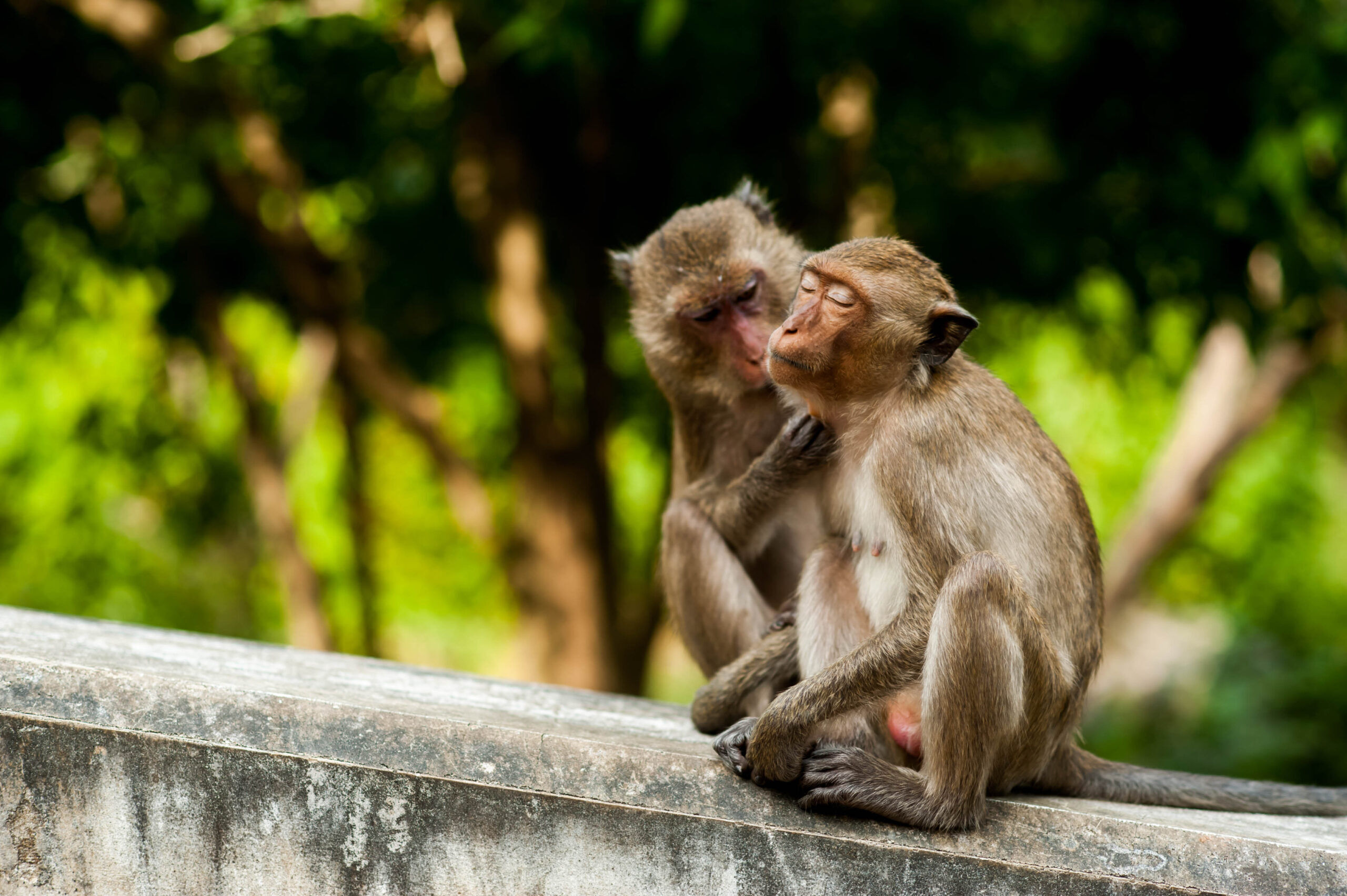 Wild male macaque monkeys have sex with each other more often than with  females - LGBTQ Nation